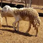 رخله ثنيه