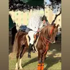 حصان واهو شرط السلامه فيه صده خارجيه ولاهي بضاره