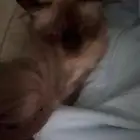 بسه هملايا العمر 6شهور شعرها محلق جاهزه ماتطعمت