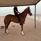 حصان