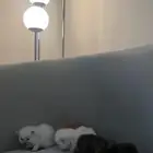 قطط
