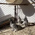 حمام تركي
