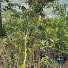 ليمون برتقال يوسفندي ترنج