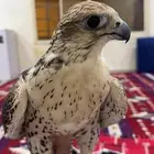 طير حر من حر