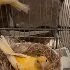 زوج كناري منتج تم البيع