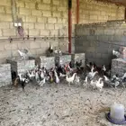 دجاج بعمر3شهور