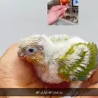 كنيور أناناس صبغة قوية شرط