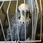 طيور للبيع