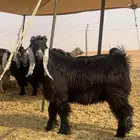 فحل عارضي جذع