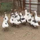 وز بلدي