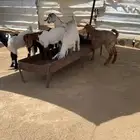 عرس تيوس وعنقان