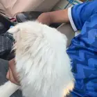 كلب انثى للتبني