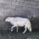 طلي فحل