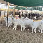 بهم للبيع
