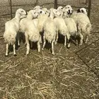 رخال جذعات من 8 شهور وفوق