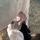 عنز مطوره معها تيس عمره شهرين