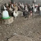 تم البيع