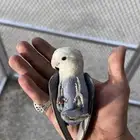 روز اليف