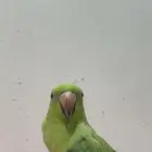 ببغاء دره هندي للبيع