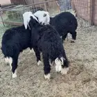 غنم نجد خرفان