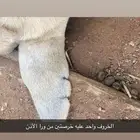 سلام عليكم ورحمة الله وبركاته