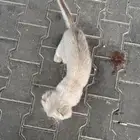 قطط منزلية للتبني