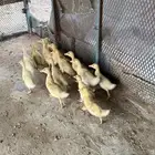 بط بكيني