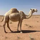 لقحة منيحه شرط