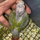 كنيورات وكويكر
