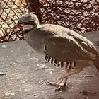 متوفر انثى شنير سوري للبيع