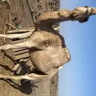 ناقه