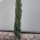 سرو للبيع