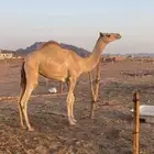 قعود للبيع
