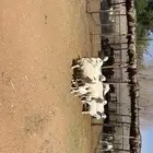 غنم متابيع