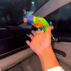 بغبغاء لوري للبيع
