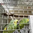 زوج امازوني بلوفرنتد