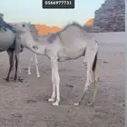 قعدان سلاله طيبه