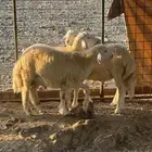 ذبايح بريه من إنتاج المراح