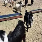 معزاء دفيع