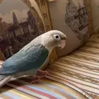 فرخ كنيور تركوازي سينمون هدد