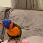ببغاء لوري رينبو