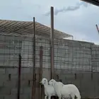 خرفان حريات