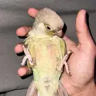 انثى كنيور سنمون اليفهه