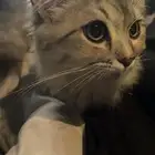 قطوه للبيع معا كامل الأغراض