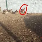 دجاج عربي اصيل