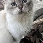 قطة وجدتها ضائعة
