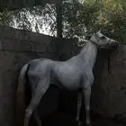 للبيع فرس مع مهر ابنها