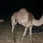 قعود كفو للبيع