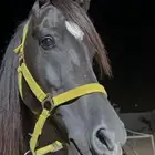 حصان ادهم جميل العمر من ست سنوات الى سبع