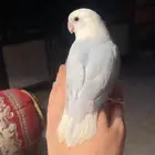 للبيع ببغاء الروز الاليف مناسب للاطفال